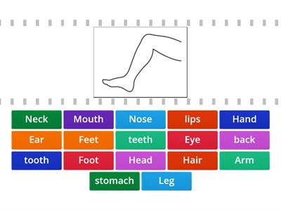 Parts of the body