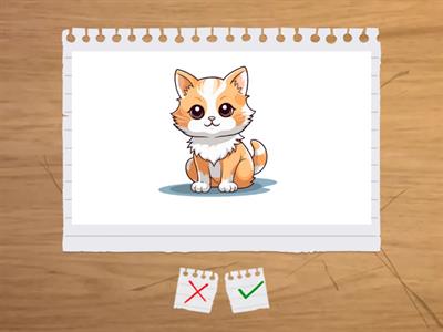 HAFIZA KARTLAR BİLSEM SINAVI