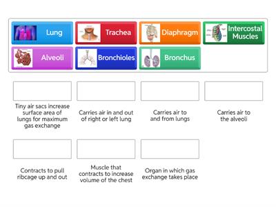 Lung Structure and Function