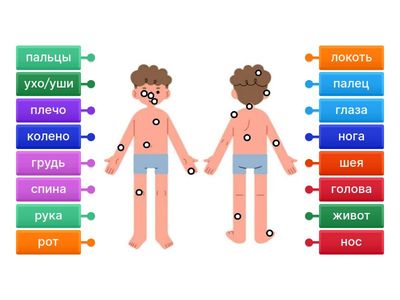 РКИ Части тела