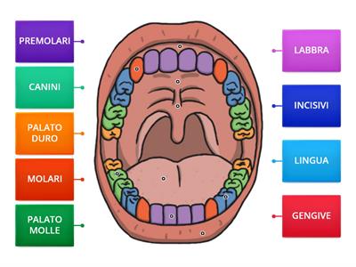 LA BOCCA E I DENTI