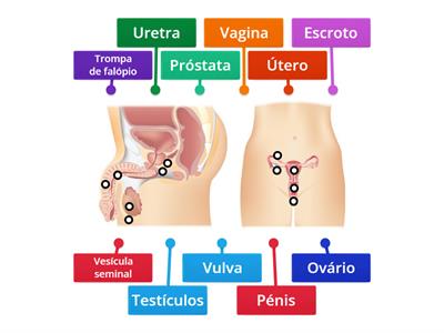 Sistema reprodutor humano