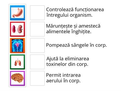 CORPUL OMENESC. ROLUL ORGANELOR MAJORE