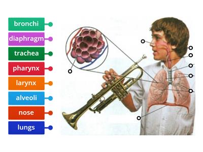 Respiratory System