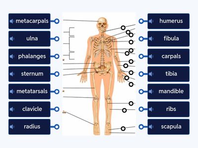 The Skeletal System 2