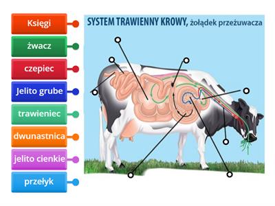 Układ trawienny przeżuwacza/krowy