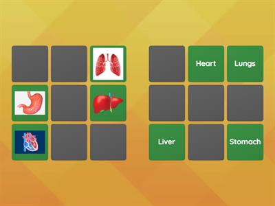 SPECIALISED CELLS - KS3 SCIENCE 
