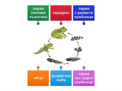 7 klas, Biology, Етапи на развитие при жабите