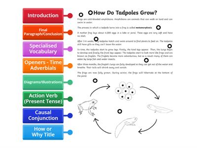 Explanation Text Features