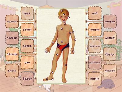 Внешнее строение человека 4 класс 