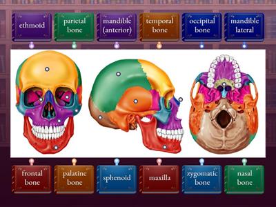 Cranial and Facial Bones