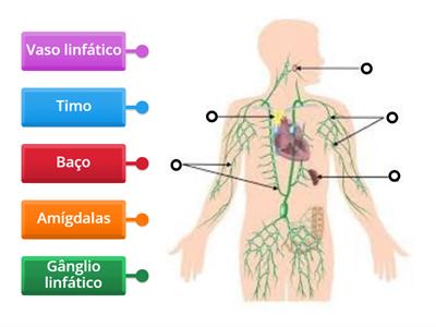 Constituição dos sistema linfático