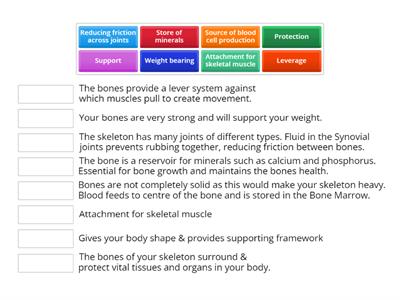 Function of the skeletal system