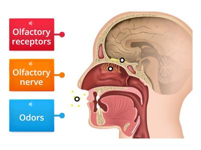 Medical Assisting: Sensory System (Smell and Nose Labeling)