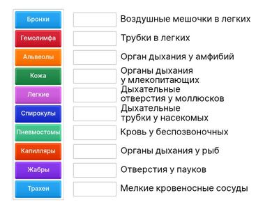 Дыхательные системы животных