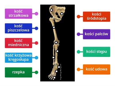 Budowa kończyny dolnej