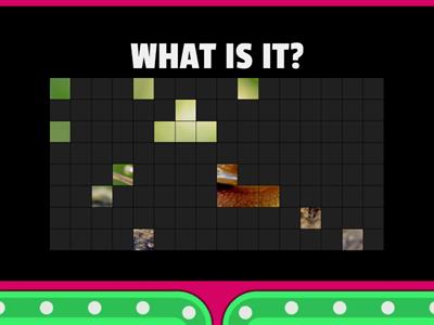 BUGS! - Image Quiz