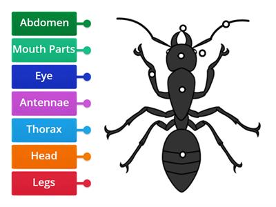 Parts of an Insect (Ant)