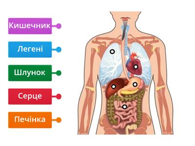 Внутрішні органи людини