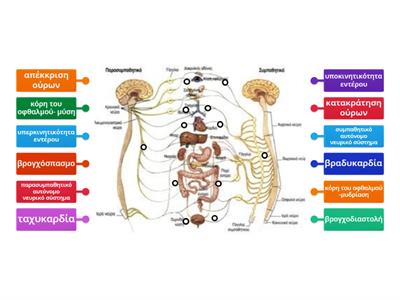 Συμπαθητικό/παρασυμπαθητικό αντιστοιχίστε τις δράσεις του.