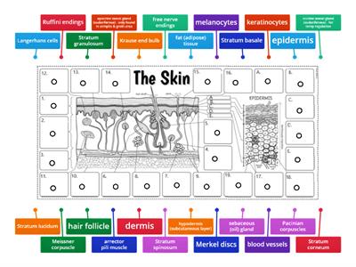 Detailed Cross Section of Skin with Appendages and Strata