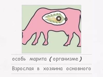 Сопоставьте стадии жизненного цикла Печеночного сосальщика с их описанием 