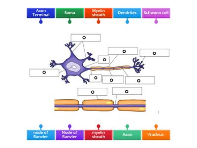 Label the neuron