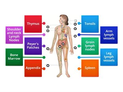 Lymphatic System