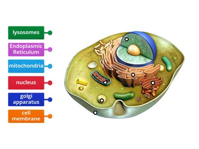  Label Animal Cell Organelles