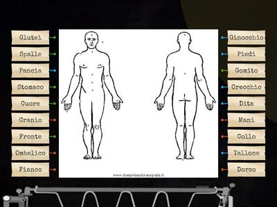 Scienze classe 5 Corpo Umano