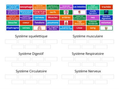 Les systèmes du corps humain