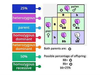 Punnett Square