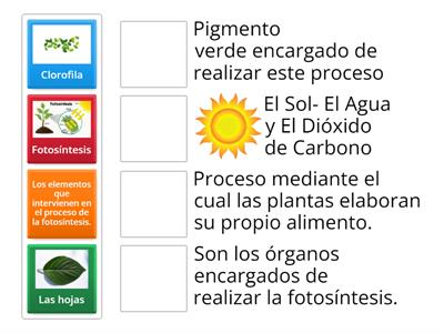 Fotosíntesis de las plantas