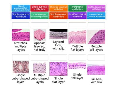 Types of Epithelial Tissue