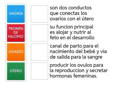 Sistema reproductor femenino