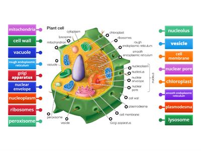 plant cell