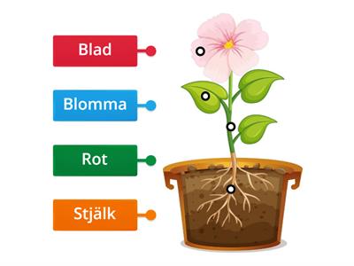 Blommans delar 1