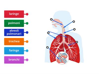 L'apparato respiratorio