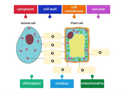 Labelling cells