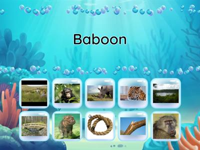 UNIT 4 ENGLISH YEAR 5