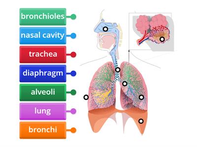 Respiratory system