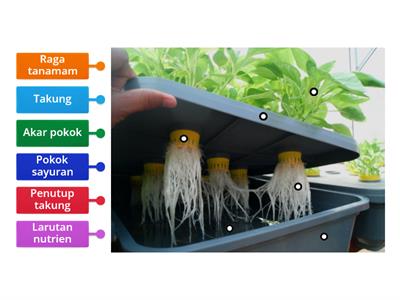 RBT Tahun 6: Namakan bahagian hidroponik.