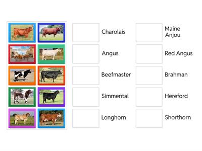 Breeds of Cattle Matching