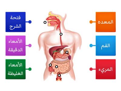 الجهاز الهضمي