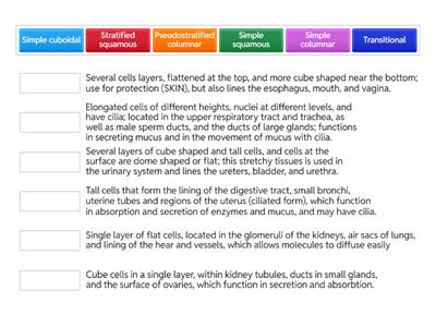 Epithelial Tissue Location and Function Review
