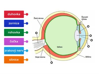 Smyslové ústrojí - oko