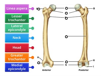 Femur