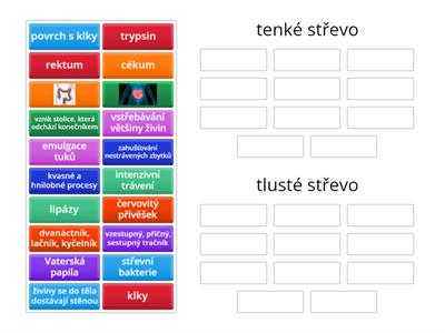 Tenké vs tlusté střevo