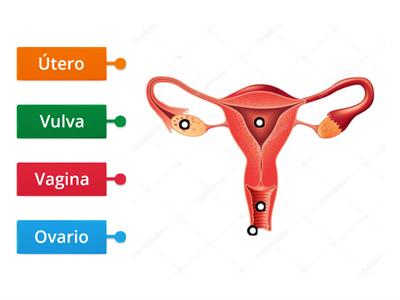 Aparato reproductor femenino