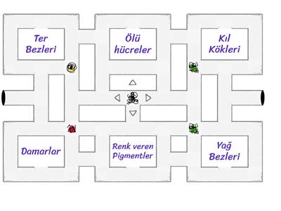 6. Sınıf Fen Bilimleri Duyu Organları 